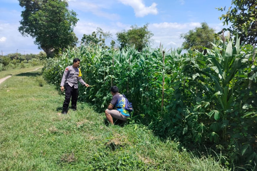 Dukung Ketahanan Pangan, Bhabinkamtibmas Polsek Balerejo Sambangi Kebun Warga
